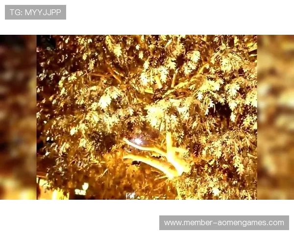 澳门永利赌场发财树的养护经验分享，专家教你打造旺财旺运的发财树绿植